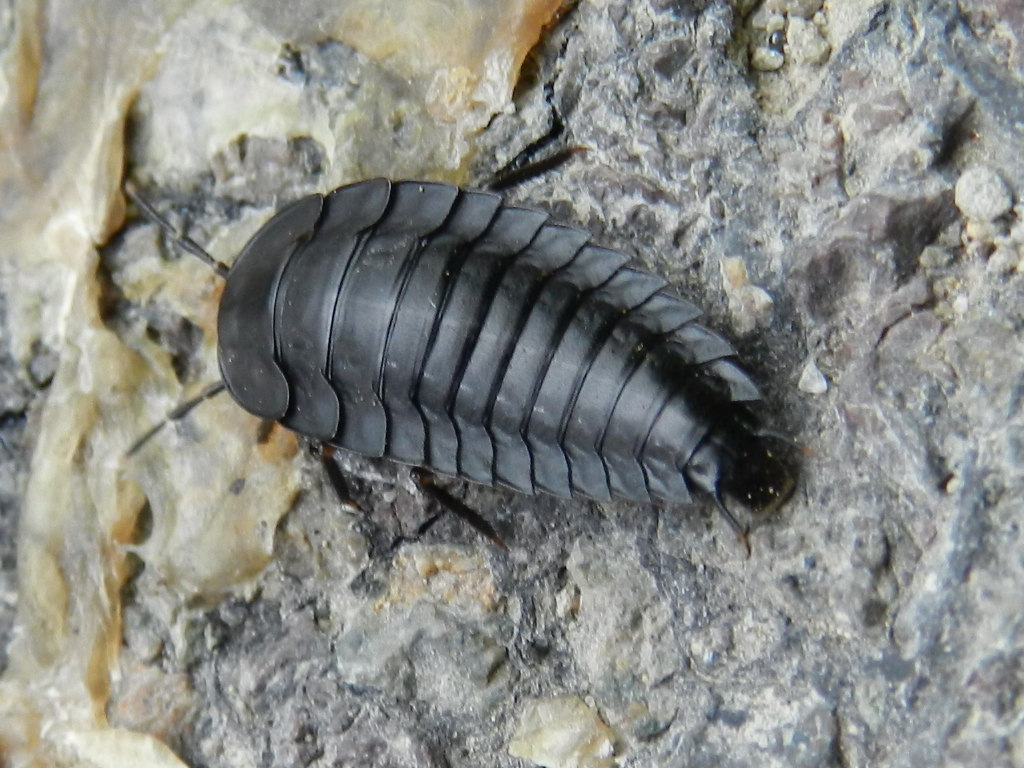 Larva di Sylphidae